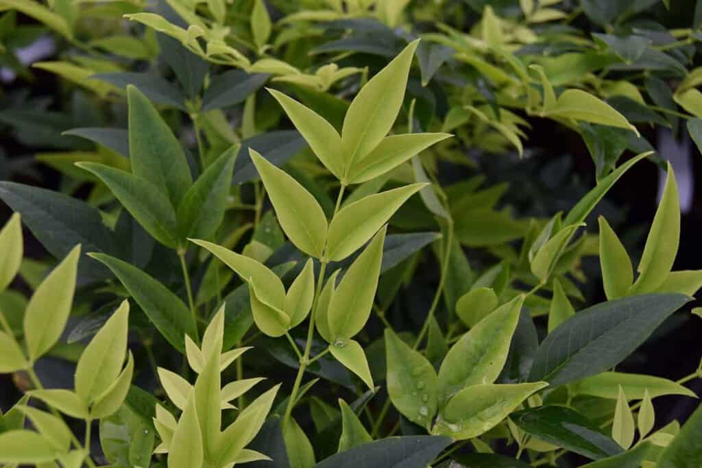 Nandina domestica 'Magical Lemon and Lime' 70-80 cm
